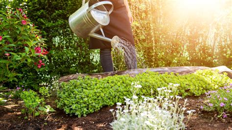 6 Tips For Saving Water In Your Garden From Thames Valley Landscapes