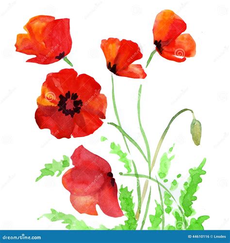 Poppy Flowers Watercolor Illustration Stock Illustration