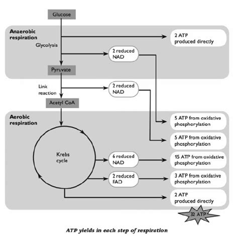 #92 ATP yield in aerobic and anaerobic respiration | Biology Notes for ...