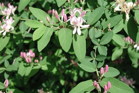 Bush Honeysuckle