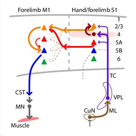 Summary Wiring Diagram Of The Major Excitatory Connections Along The Download Scientific