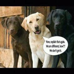 7 Black Lab memes ideas | i love dogs, dog life, funny dogs