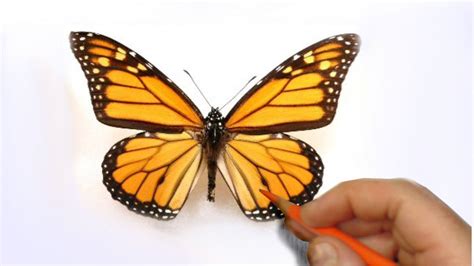 Realistic Butterfly Drawing at GetDrawings | Free download