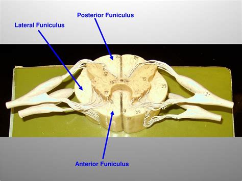 Spinal Cord Encyclopedia Learn Anatomy 3d Models