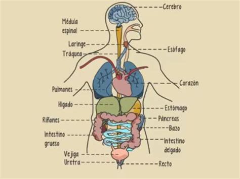 Qu Rgano Del Cuerpo Trabaja M S Peso Muerto