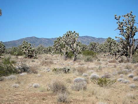 Hiking Around Las Vegas Wee Thump Wilderness Blm Spirit Of Wilderness