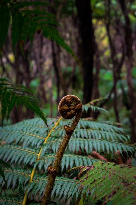 kohuroa gallery te ara whanui research centre