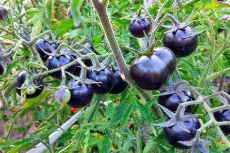 18 Black (Or Nearly Black) Tomato Varieties - Tomato Bible