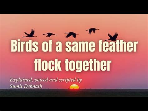 Birds Of A Same Feather Flock Together Proverb Expansion Life