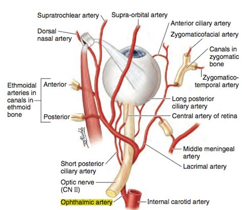 Opthalmic Artery Nerve Anatomy Arteries Anatomy Medical Anatomy