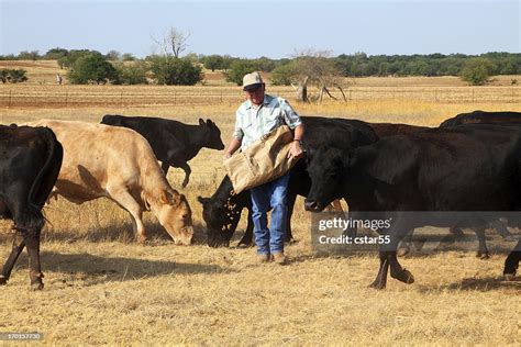 Agriculture Farmer Or Rancher Feeding Cattle During Drought High Res