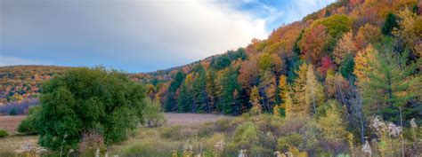 Deer Management Plan | Nature Preserve | Binghamton University