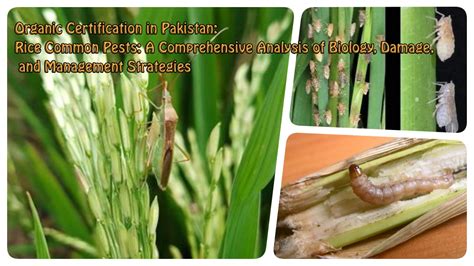 Rice Common Pests A Comprehensive Analysis Of Biology Damage And Management Strategies