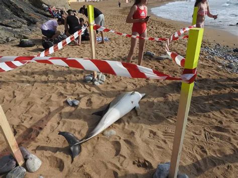 Aparece Un Delfín Muerto En La Playa De La Arena Boletín Día