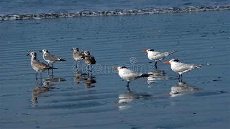 Royal Terns And Laughing Gulls On The Beach Stock Image Image Of