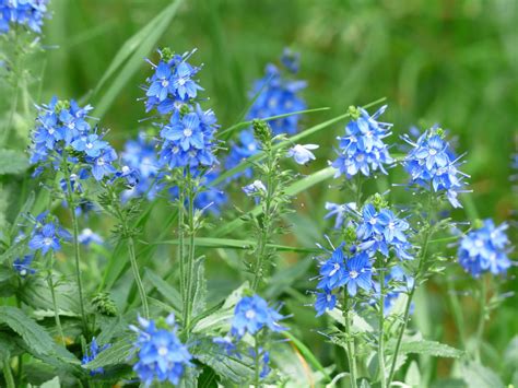 Images Gratuites Fleur Prairie Floraison Herbe Bleu Fleur