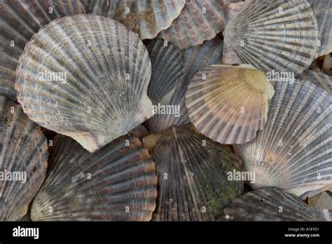 Scallop Patterns Hi Res Stock Photography And Images Alamy