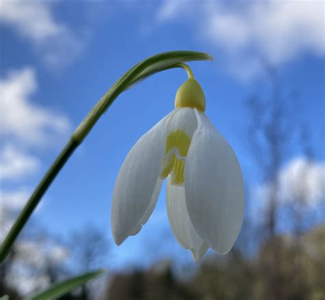 Galanthus ‘treasure Island Morlas Plants