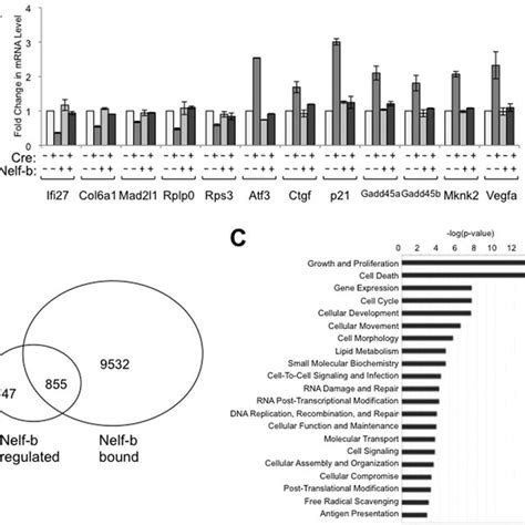 Genome Wide Search For Direct Transcriptional Targets Of Nelf B In