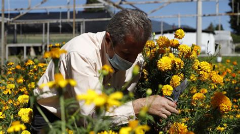 INVITAN FLORICULTORES A CONSERVAR TRADICIONES DE DÍA DE MUERTOS