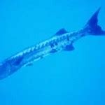 Great Barracuda: Facts, Characteristics, Habitat and More | Animal Place