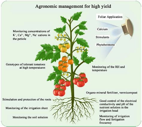 Agronomic And Comprehensive Management Of Tomato Cultivation Download Scientific Diagram