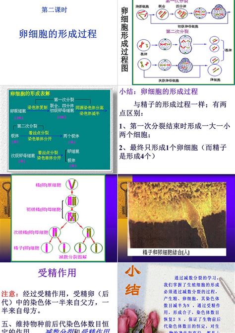 高中基因与染色体的关系2课件 卡卡办公