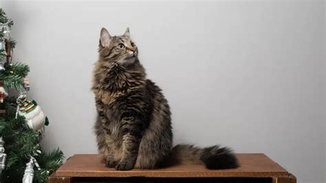 Penyebab Kucing Botak Tiba-tiba dan Cara Mengatasinya - Lifestyle ...