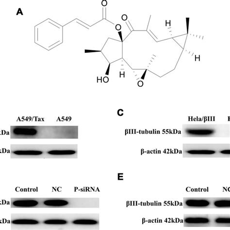 The expression of P gp and βIII tubulin in cells A Chemical