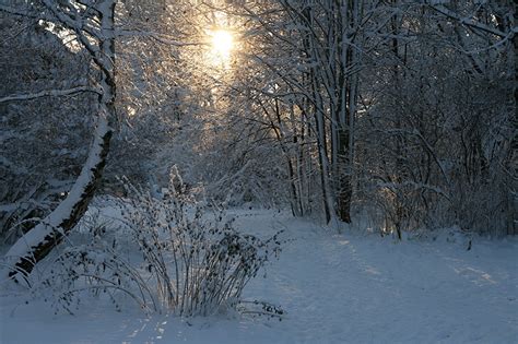 Fondos de Pantalla Estaciones del año Invierno Nieve árboles Naturaleza