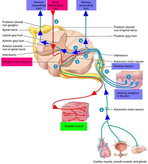 Lower Motor Neuron Lesion Causes Signs And Symptoms