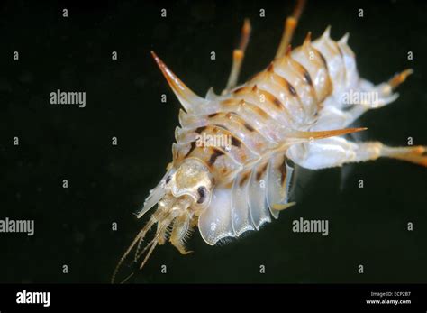 Acanthogammarus (Acanthogammarus lappaceus), Lake Baikal, Siberia, the ... 