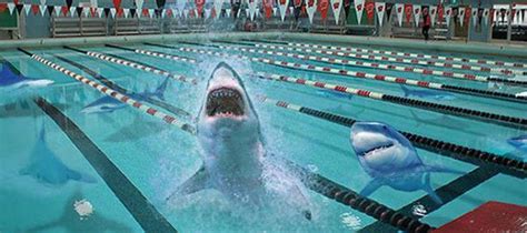 Sharks In The Pool The Daily Cardinal