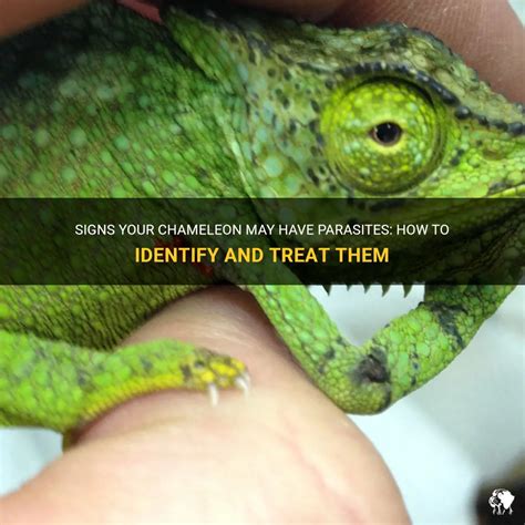 Signs Your Chameleon May Have Parasites How To Identify And Treat Them