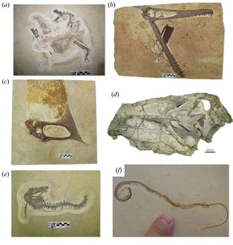 Holotype vertebrate fossils from Araripe Basin, Brazil, stored in ...