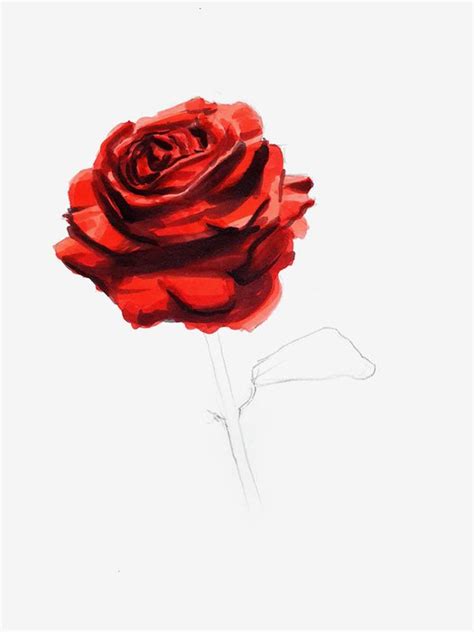 How To Draw A Rose Simple And Realistic