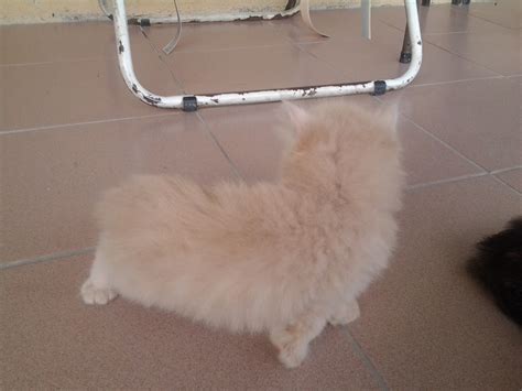 Metakromatik Kehidupan Duniaku Seekor Kucing Parsi 3 Bulan Untuk Dijual