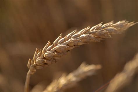 How to Grow and Care for Wheat