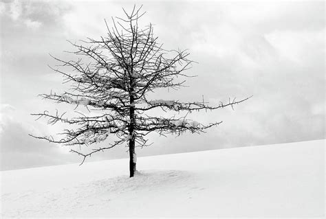 Bare Tree With Snow On Branches by Jpecha