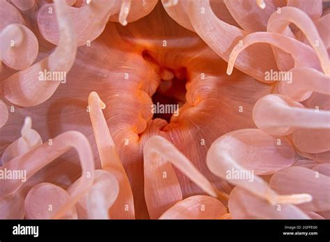 Vertiefen Seeanemone Fotos Und Bildmaterial In Hoher Aufl Sung Alamy