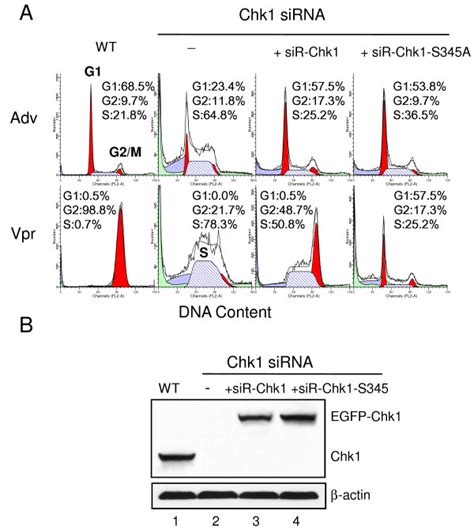 Chk1 Ser345 Is Exclusively Required For Vpr Induced G2 Arrest Hela