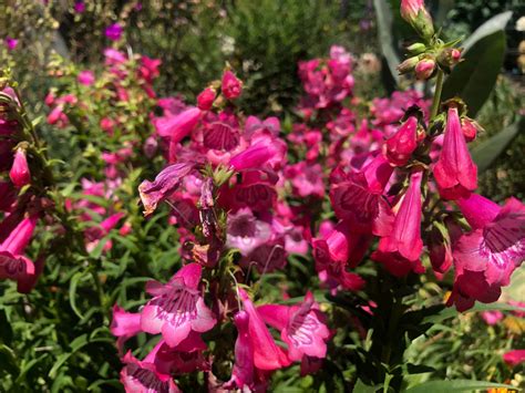 Blooming Everyday Penstemon Cha Cha Hot Pink