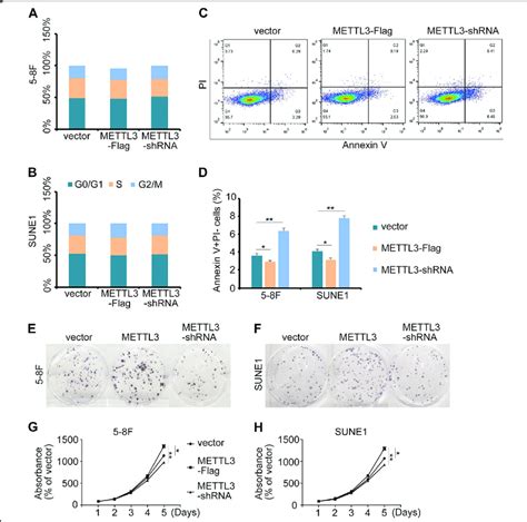 METTL3 Influences NPC Progression By Inhibiting Cell Apoptosis A B