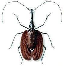 Жужелица-листовидка - Mormolyce phyllodes Hagenb.
