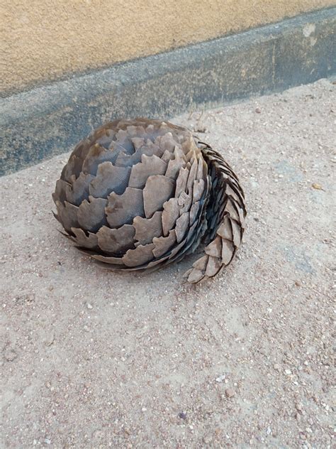 World Pangolin Day 18 February 2023 Tanzania Research And