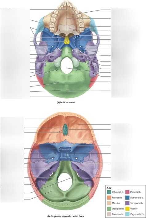 Occipital Bone Diagram Quizlet