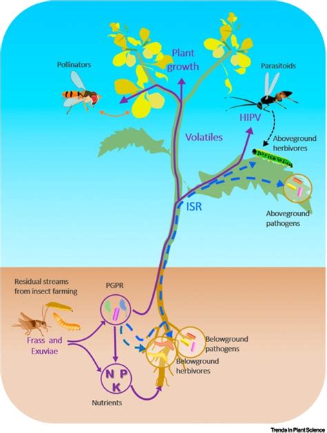 Insect Frass And Exuviae To Promote Plant Growth And Health Trends In