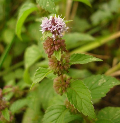 Mentha arvensis - Изображение особи - Плантариум