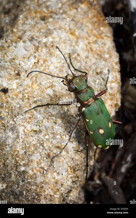 Green Tiger Beetle Stock Photo - Alamy