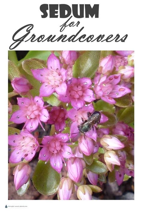Sedum For Groundcovers Sedum Succulent Landscaping Drought Tolerant